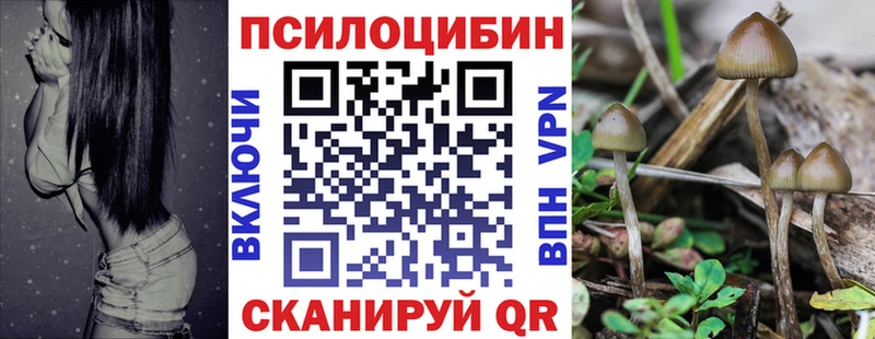 Псилоцибиновые грибы Psilocybe  закладки  Тосно 